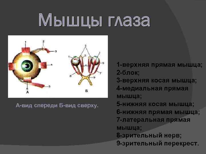 Мышцы глаза А-вид спереди Б-вид сверху. 1 -верхняя прямая мышца; 2 -блок; 3 -верхняя