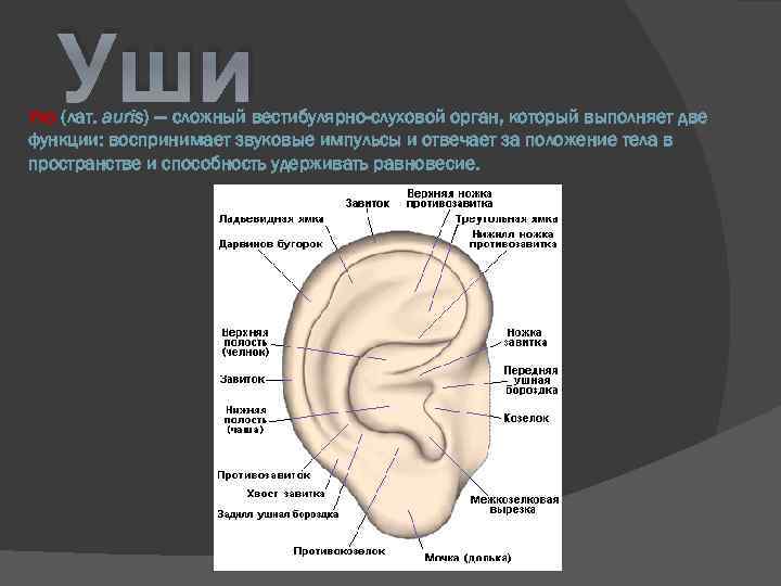 Уши Ухо (лат. аuris) — сложный вестибулярно-слуховой орган, который выполняет две функции: воспринимает звуковые