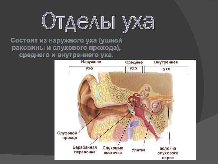 Ухо человека расположено в полости кости