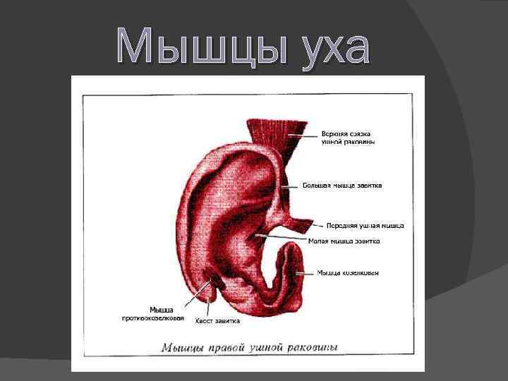 К рудиментам относят ушные мышцы человека