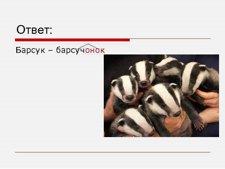 Ответ: Барсук – барсучонок 