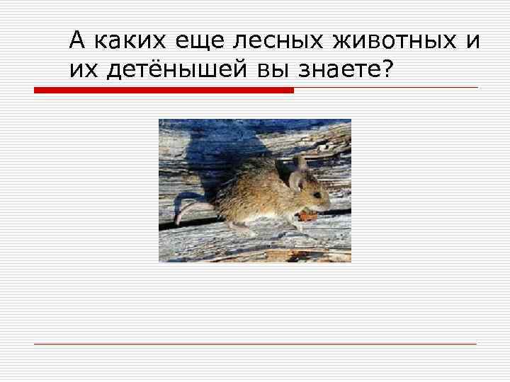 А каких еще лесных животных и их детёнышей вы знаете? 