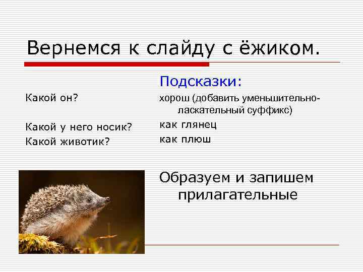 Вернемся к слайду с ёжиком. Подсказки: Какой он? Какой у него носик? Какой животик?