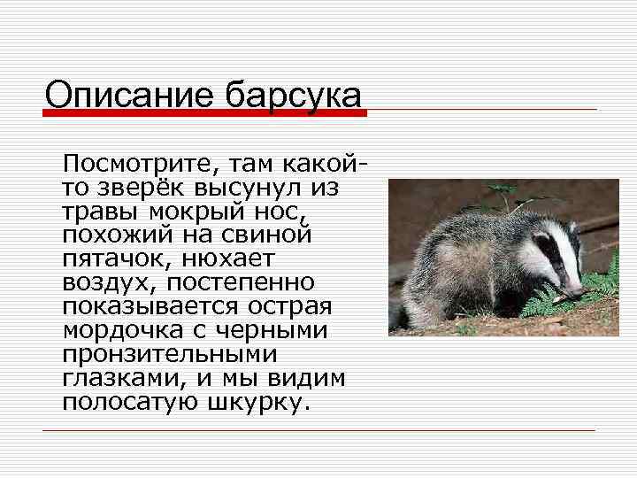 Описание барсука Посмотрите, там какойто зверёк высунул из травы мокрый нос, похожий на свиной