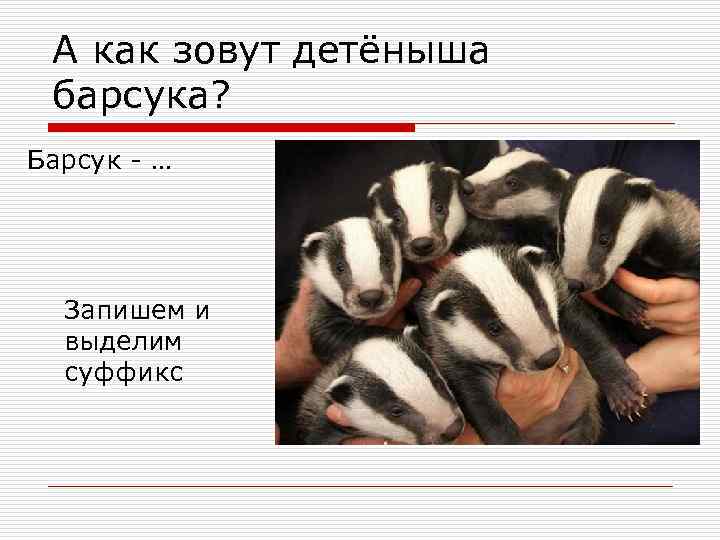 А как зовут детёныша барсука? Барсук - … Запишем и выделим суффикс 