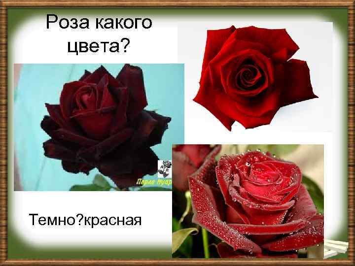 Роза какого цвета? Темно? красная 