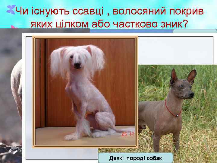 Чи існують ссавці , волосяний покрив яких цілком або частково зник? Слон Носоріг Китоподібні