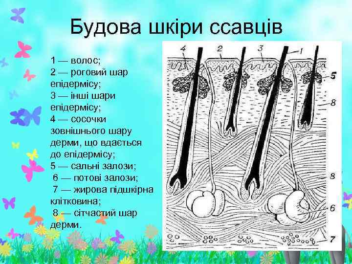 Будова шкіри ссавців 1 — волос; 2 — роговий шар епідермісу; 3 — інші