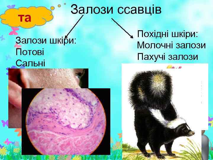 та Залози ссавців Залози шкіри: Потові Сальні Похідні шкіри: Молочні залози Пахучі залози 
