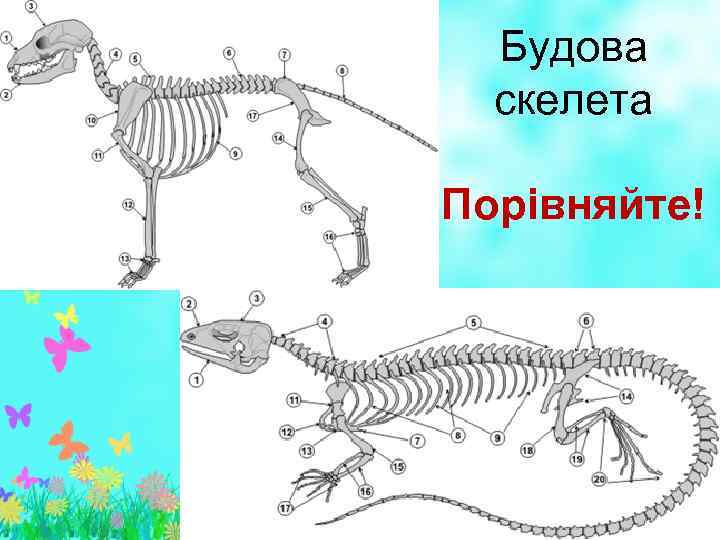 Будова скелета Порівняйте! 