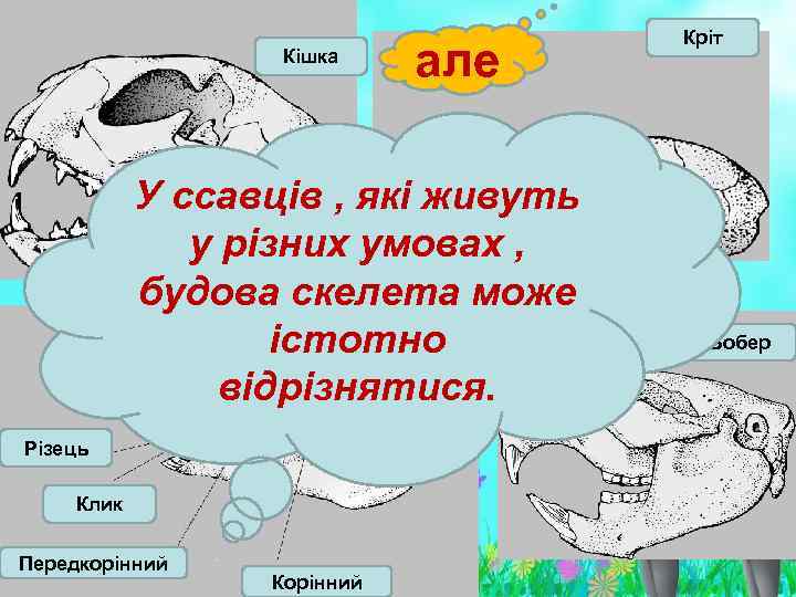 Кішка але У ссавців , які живуть у різних умовах , будова скелета може