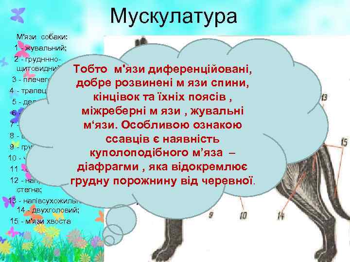 Мускулатура М'язи собаки: 1 - жувальний; 2 - груднннощитовидний; Тобто м'язи диференційовані, 3 -