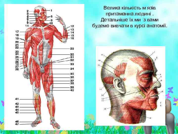 Велика кількість м язів притаманна людині. Детальніше їх ми з вами будемо вивчати в