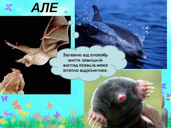 АЛЕ Залежно від способу життя зовнішній вигляд ссавців може істотно відрізнятися. 