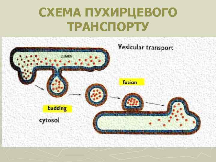 СХЕМА ПУХИРЦЕВОГО ТРАНСПОРТУ 