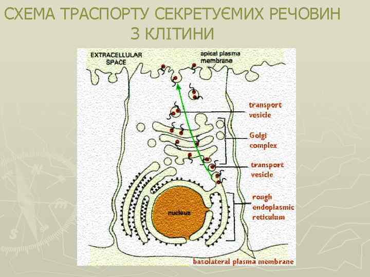 СХЕМА ТРАСПОРТУ СЕКРЕТУЄМИХ РЕЧОВИН З КЛІТИНИ 