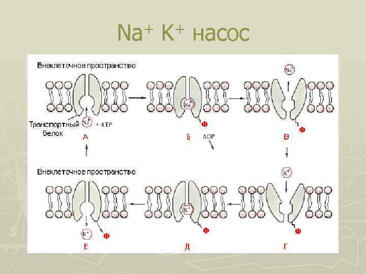 + Na + K насос 