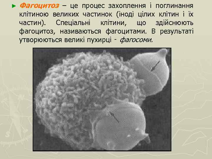 ► Фагоцитоз – це процес захоплення і поглинання клітиною великих частинок (іноді цілих клітин