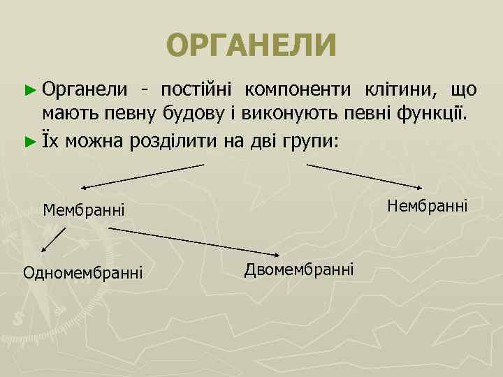 ОРГАНЕЛИ ► Органели - постійні компоненти клітини, що мають певну будову і виконують певні