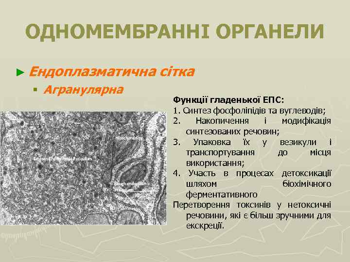 ОДНОМЕМБРАННІ ОРГАНЕЛИ ► Ендоплазматична § Агранулярна сітка Функції гладенької ЕПС: 1. Синтез фосфоліпідів та