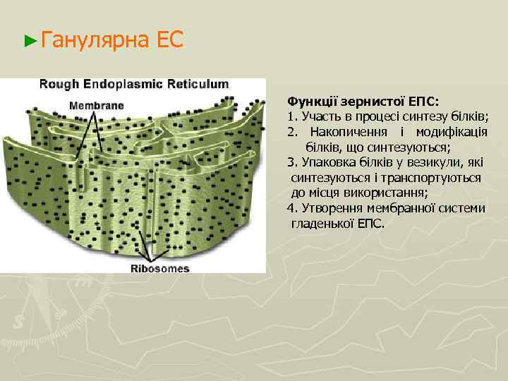 ► Ганулярна ЕС Функції зернистої ЕПС: 1. Участь в процесі синтезу білків; 2. Накопичення