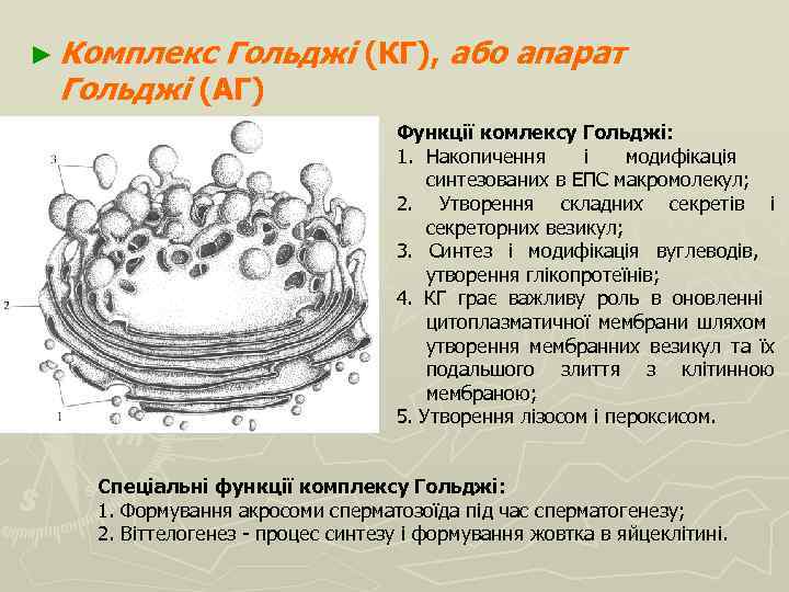 ► Комплекс Гольджі (КГ), або апарат Гольджі (АГ) Функції комлексу Гольджі: 1. Накопичення і