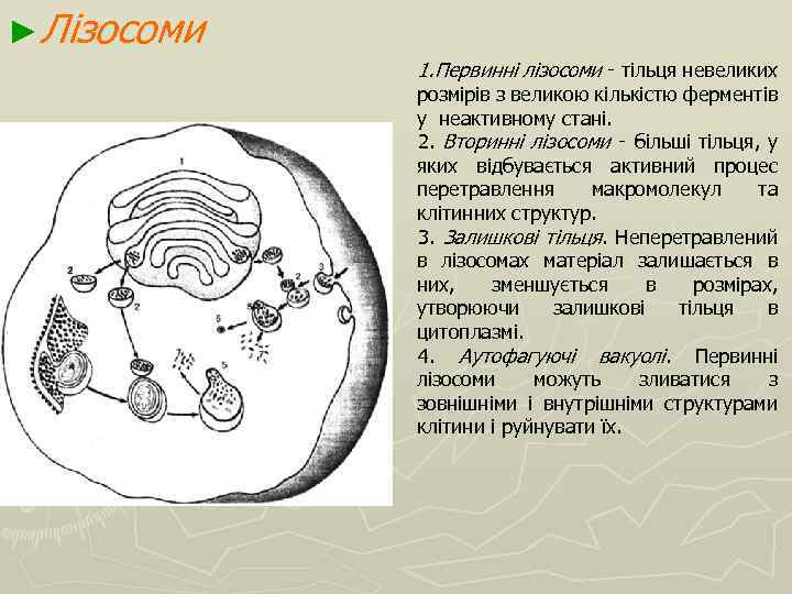 ►Лізосоми 1. Первинні лізосоми ‑ тільця невеликих розмірів з великою кількістю ферментів у неактивному