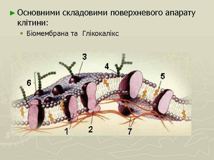 ► Основними клітини: складовими поверхневого апарату § Біомембрана та Глікокалікс 