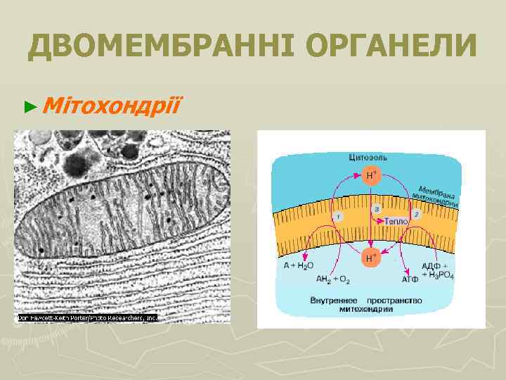 ДВОМЕМБРАННІ ОРГАНЕЛИ ► Мітохондрії 