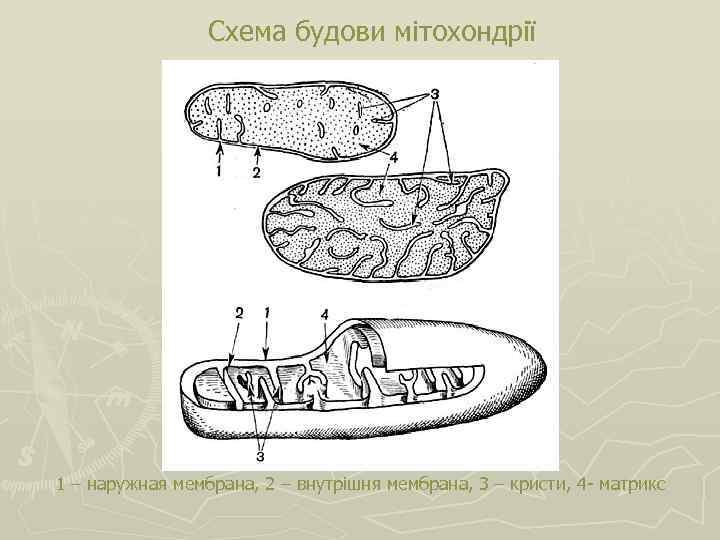 Схема будови мітохондрії 1 – наружная мембрана, 2 – внутрішня мембрана, 3 – кристи,