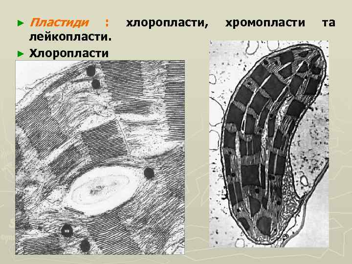 Пластиди : лейкопласти. ► Хлоропласти ► хлоропласти, хромопласти та 