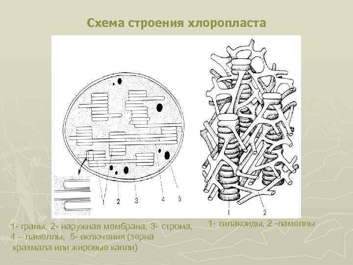 Схема строения хлоропласта 1 - граны, 2 - наружная мембрана, 3 - строма, 4