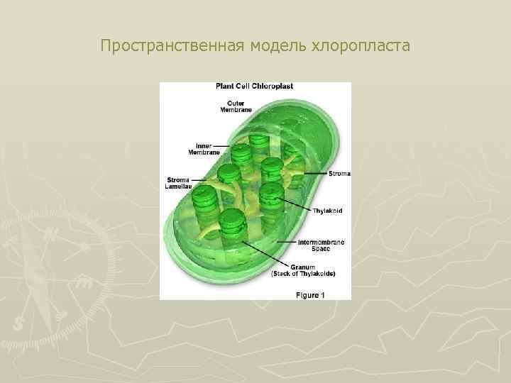 Пространственная модель хлоропласта 