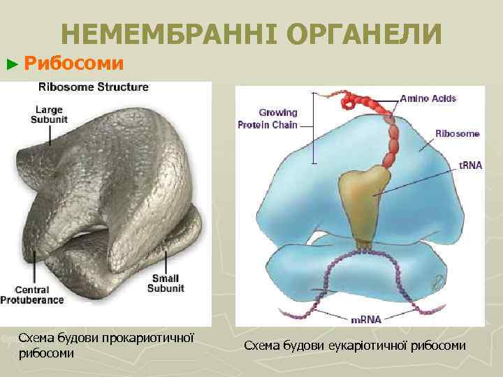 НЕМЕМБРАННІ ОРГАНЕЛИ ► Рибосоми Схема будови прокариотичної рибосоми Схема будови еукаріотичної рибосоми 