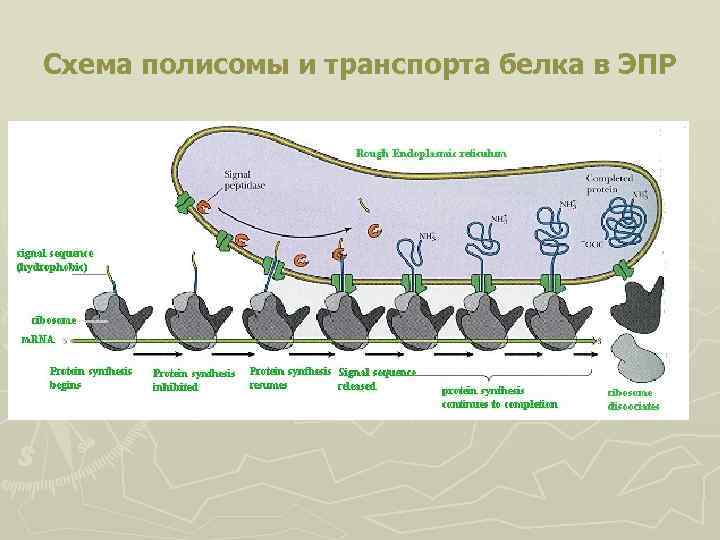 Схема полисомы и транспорта белка в ЭПР 