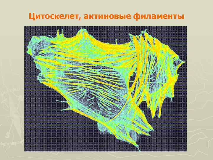 Цитоскелет, актиновые филаменты 