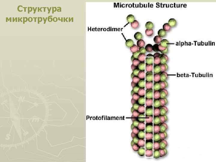 Структура микротрубочки 