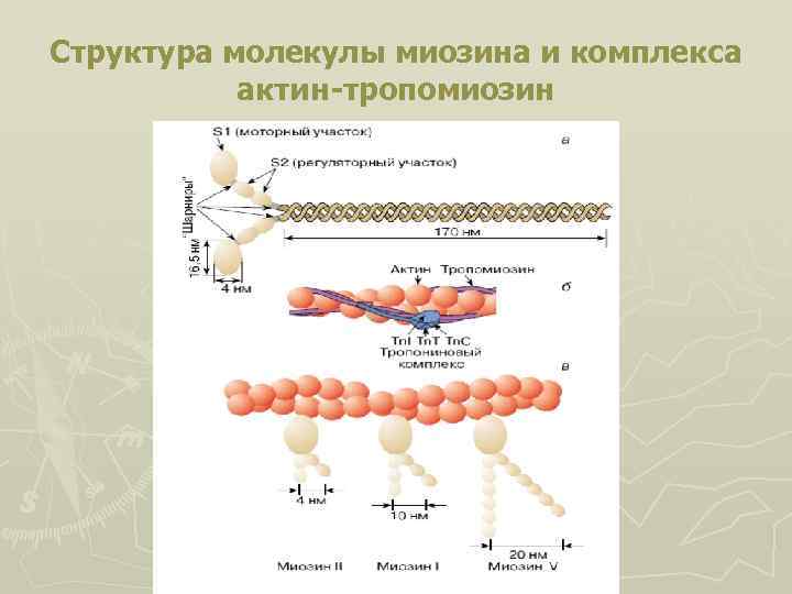 Структура молекулы миозина и комплекса актин-тропомиозин 