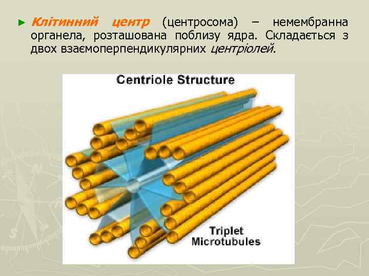 ► Клітинний центр (центросома) – немембранна органела, розташована поблизу ядра. Складається з двох взаємоперпендикулярних