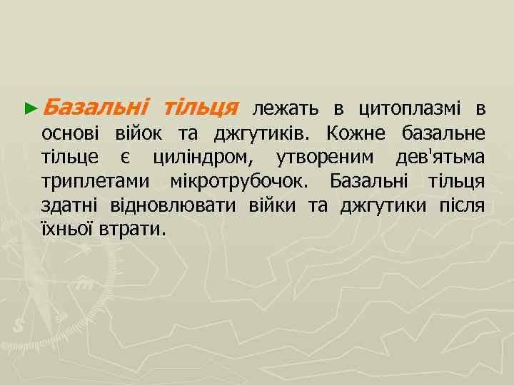 ► Базальні тільця лежать в цитоплазмі в основі війок та джгутиків. Кожне базальне тільце