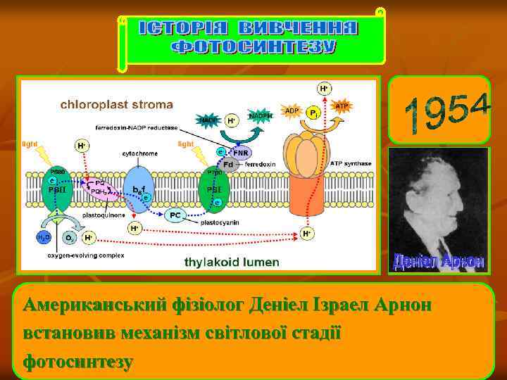Американський фізіолог Деніел Ізраел Арнон встановив механізм світлової стадії фотосинтезу 