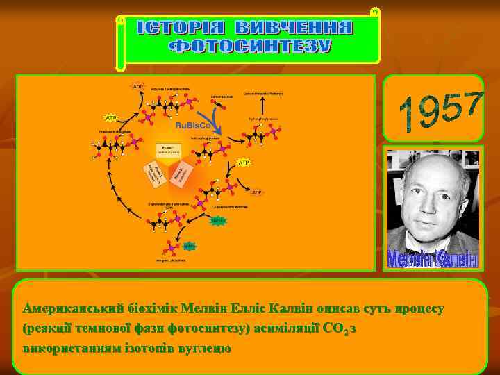 Американський біохімік Мелвін Елліс Калвін описав суть процесу (реакції темнової фази фотосинтезу) асиміляції CO