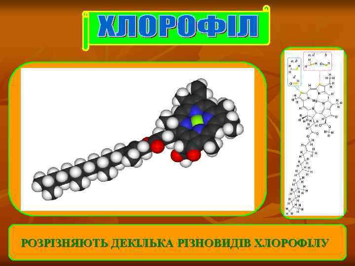 РОЗРІЗНЯЮТЬ ДЕКІЛЬКА РІЗНОВИДІВ ХЛОРОФІЛУ 