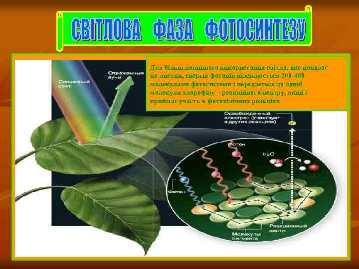 Для більш повнішого використання світла, яке попадає на листки, енергія фотонів підсилюється 200 -400