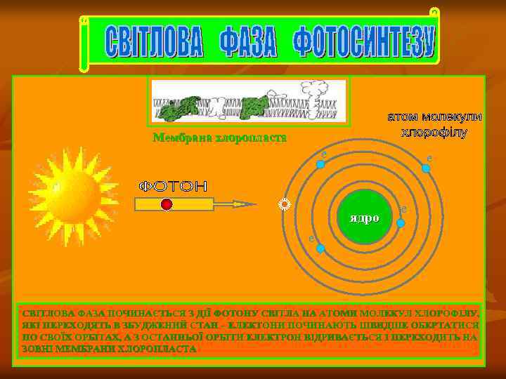 Мембрана хлоропласта е е ядро е е СВІТЛОВА ФАЗА ПОЧИНАЄТЬСЯ З ДІЇ ФОТОНУ СВІТЛА