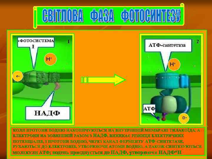 ФОТОСИСТЕМА І 1 АТФ-синтетаза Н+ 2 Н+ е- АТФ е. КОЛИ ПРОТОНИ ВОДНЮ НАКОПИЧУЮТЬСЯ