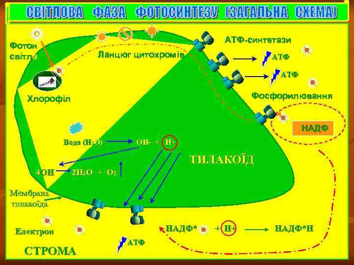 АТФ-синтетази Фотон світла Ланцюг цитохромів АТФ Фосфорилювання Хлорофіл НАДФ Вода (Н 2 О) ОН-