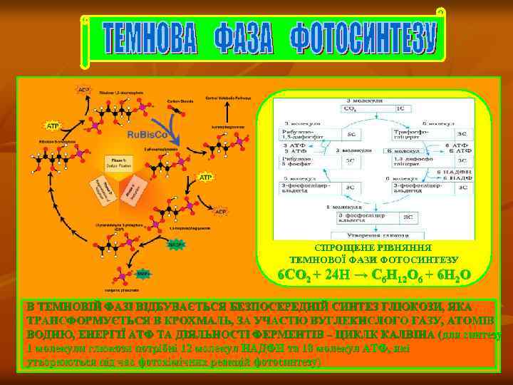 СПРОЩЕНЕ РІВНЯННЯ ТЕМНОВОЇ ФАЗИ ФОТОСИНТЕЗУ 6 СО 2 + 24 Н → С 6