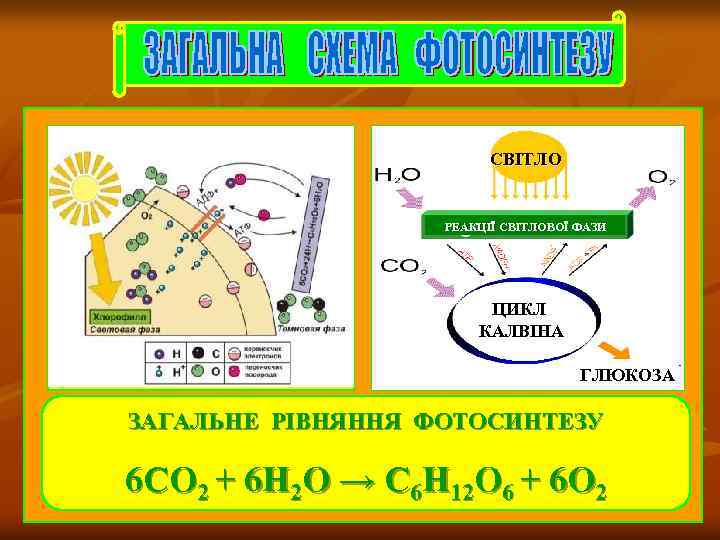 СВІТЛО РЕАКЦІЇ СВІТЛОВОЇ ФАЗИ ЦИКЛ КАЛВІНА ГЛЮКОЗА ЗАГАЛЬНЕ РІВНЯННЯ ФОТОСИНТЕЗУ 6 СО 2 +