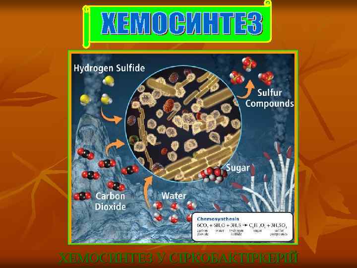 ХЕМОСИНТЕЗ У СІРКОБАКТІРКЕРІЙ 